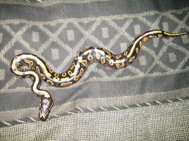 striped yellow belly